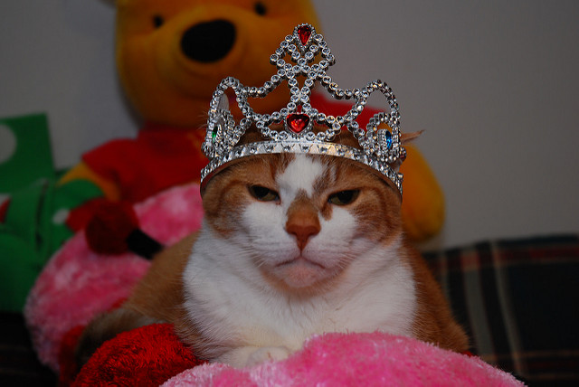 Feline Royalty
